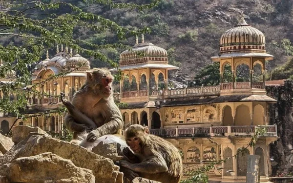 Monkey temple