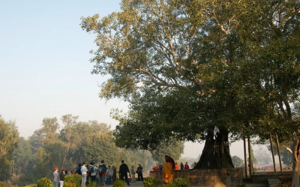 Cây Bồ Đề Ananda