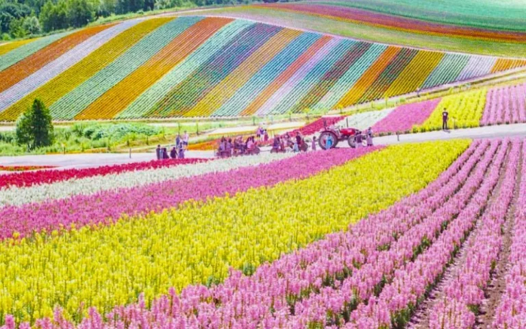 Vườn hoa Hokkaido