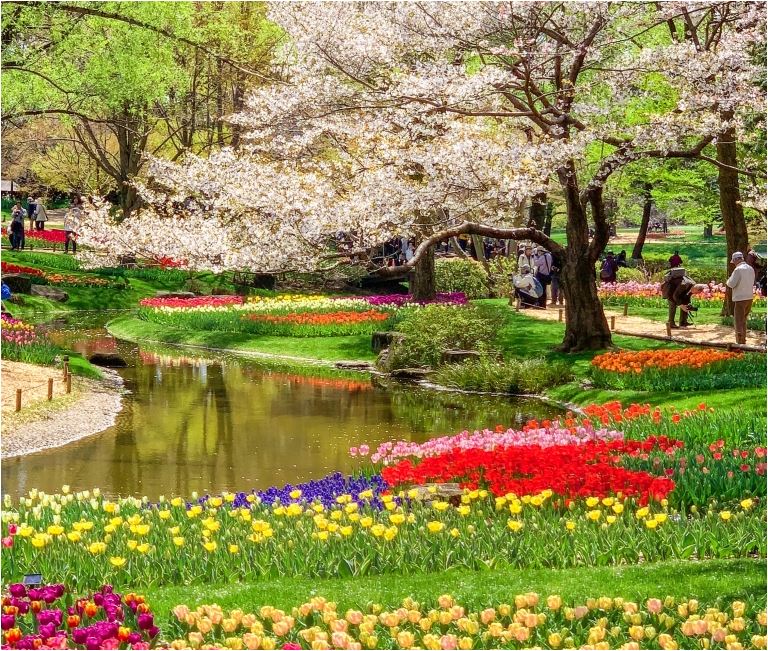  Công Viên Hoa Anh Đào Tại Hàng Châu