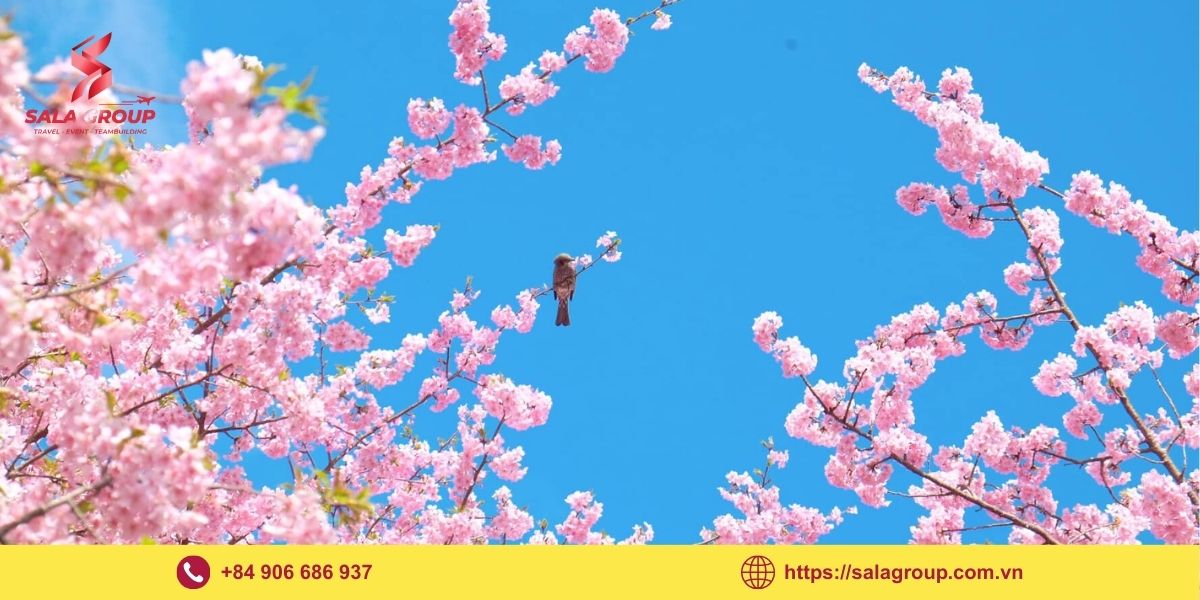 Lễ hội hoa anh đào ở Trung Quốc - Sắc hồng rực rỡ mùa xuân